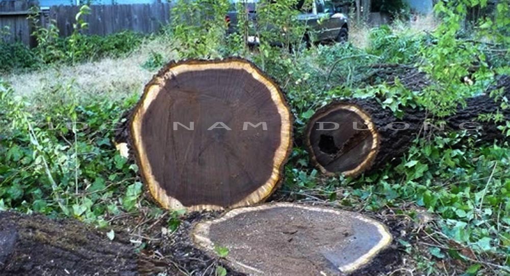 Loại cây óc chó được khai thác làm gỗ